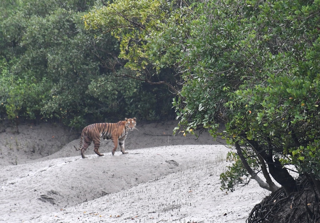 tour packages sundarban chalo tourism